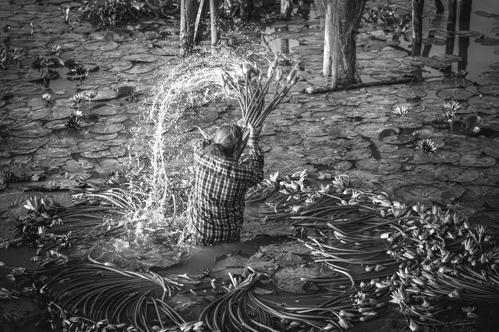 B&W Photography: Lotus