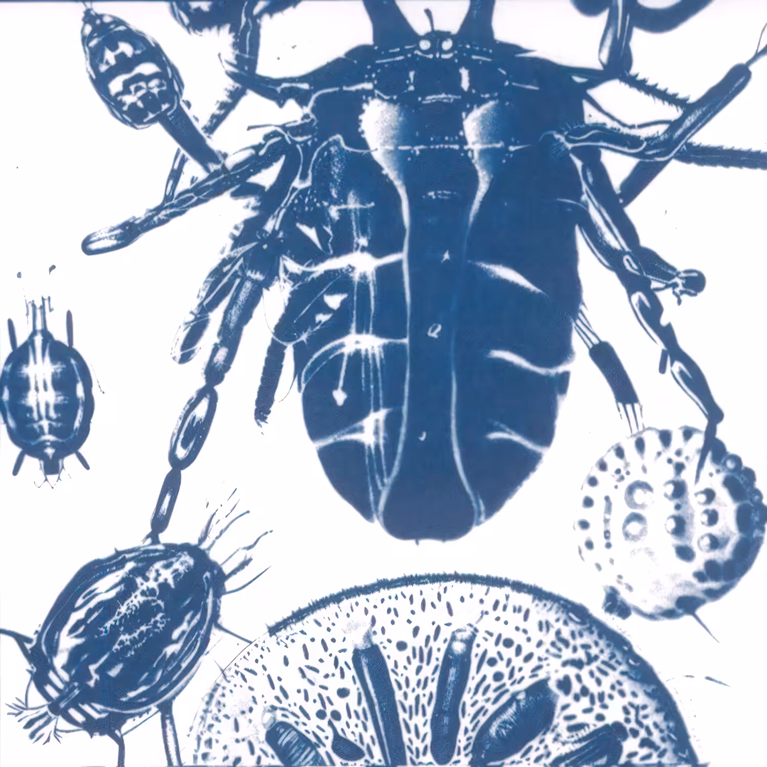 Invertebrate Interactions