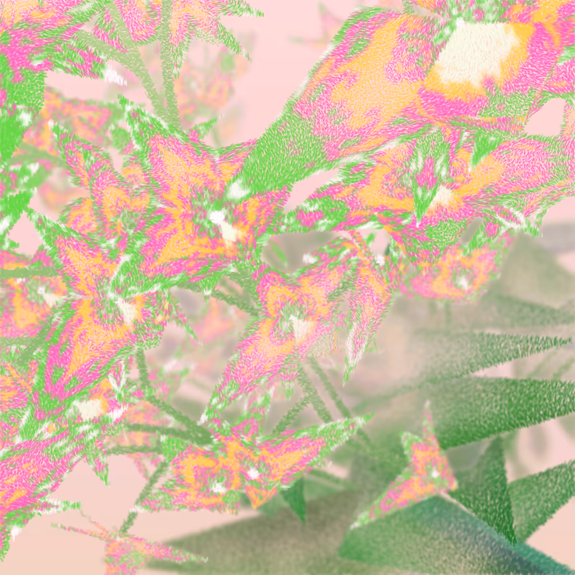 Cattleya #215