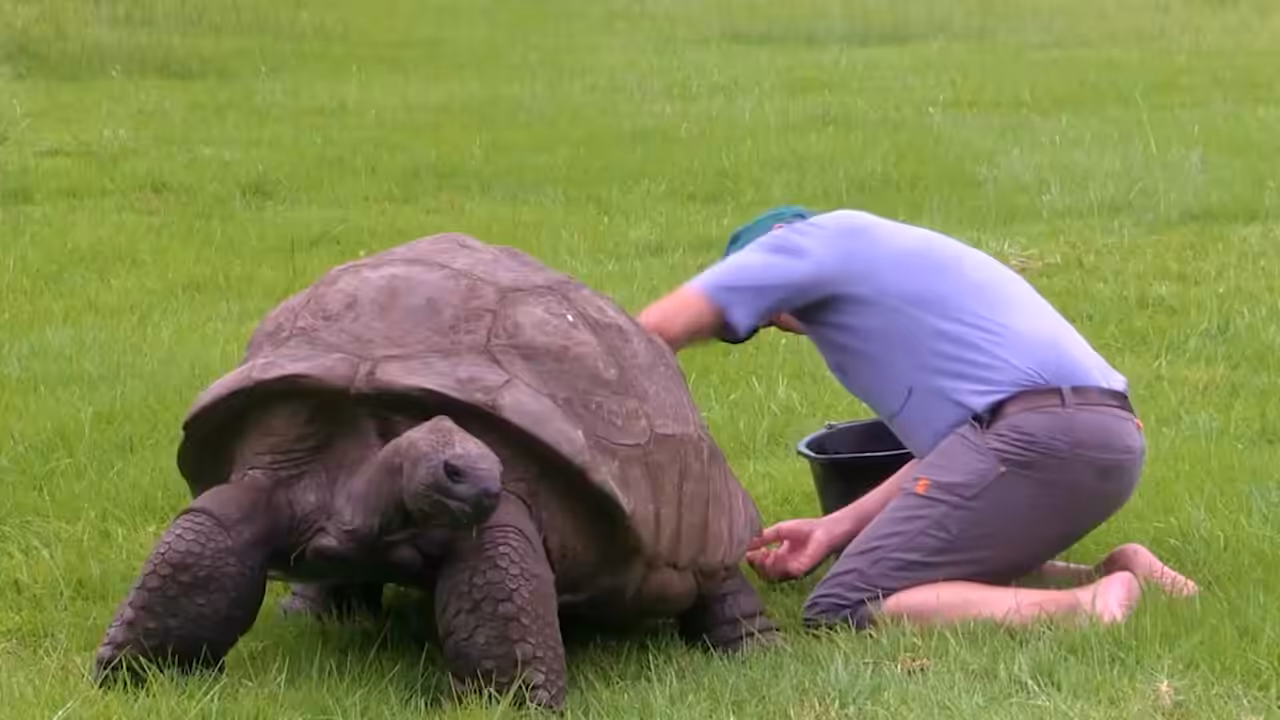 Song A Day: Jonathan, The Oldest Tortoise