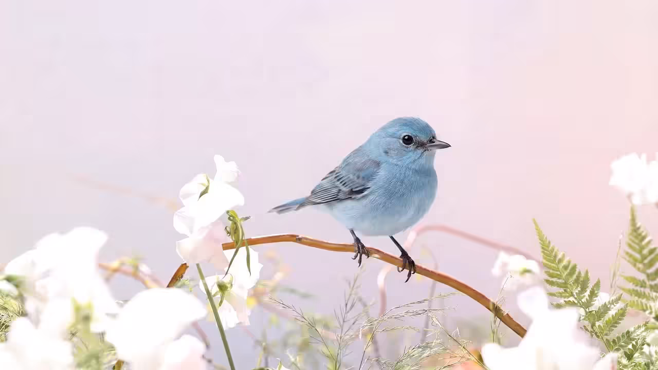 Periwinkle, A Place Between