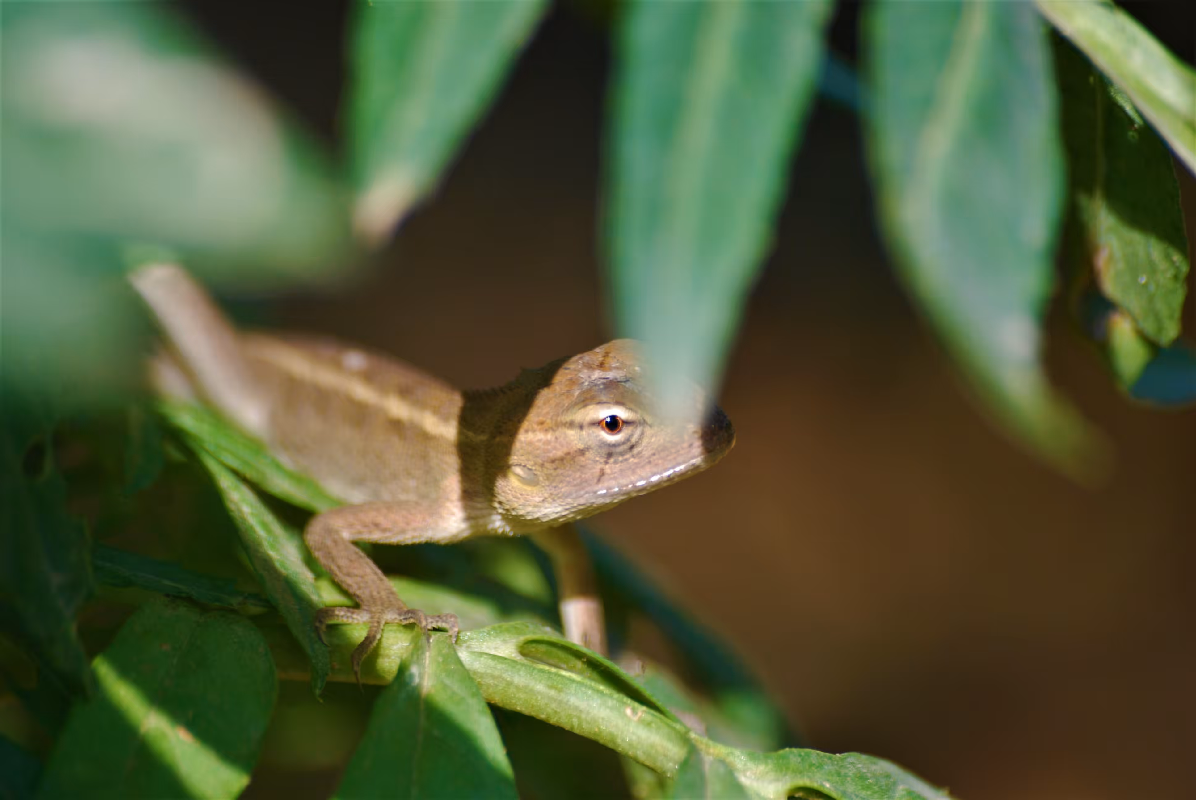 A Reptile Eye