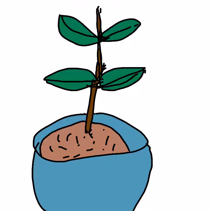 Plant