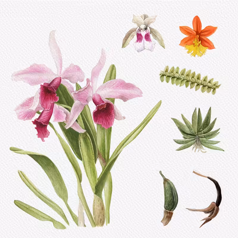 Botanical Illustration - Orchids 1 #79