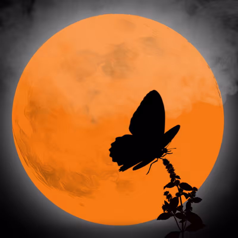 We Care...Butterfly #13