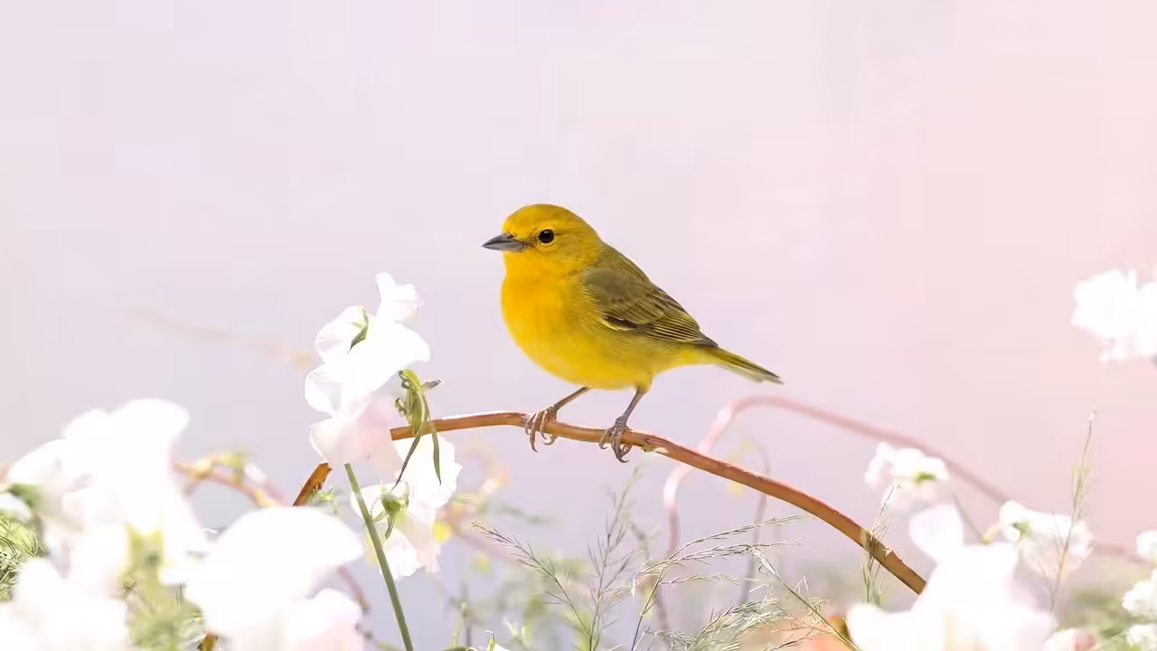 Birds Observations: Jericho, A Place Between