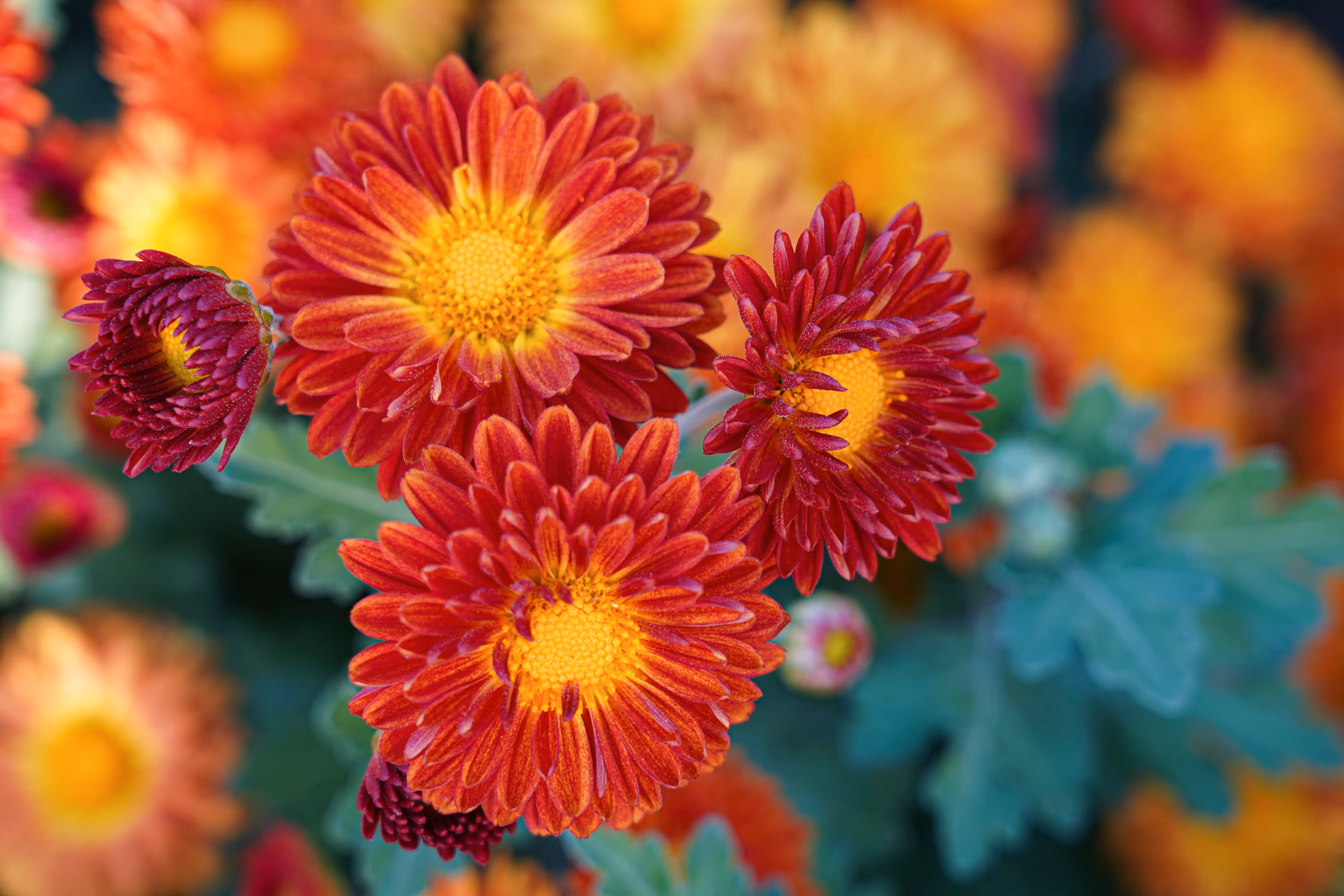 flowers: Quiet Fire