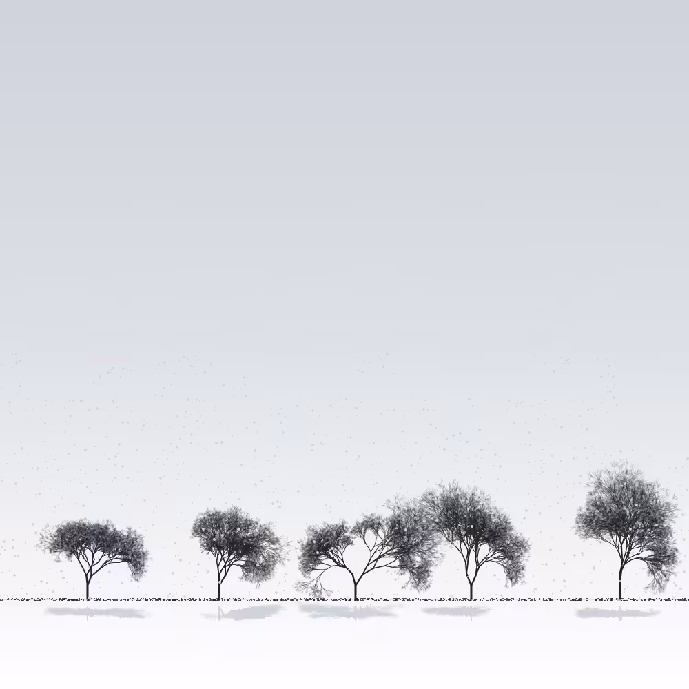 Sakuras in the snow #8