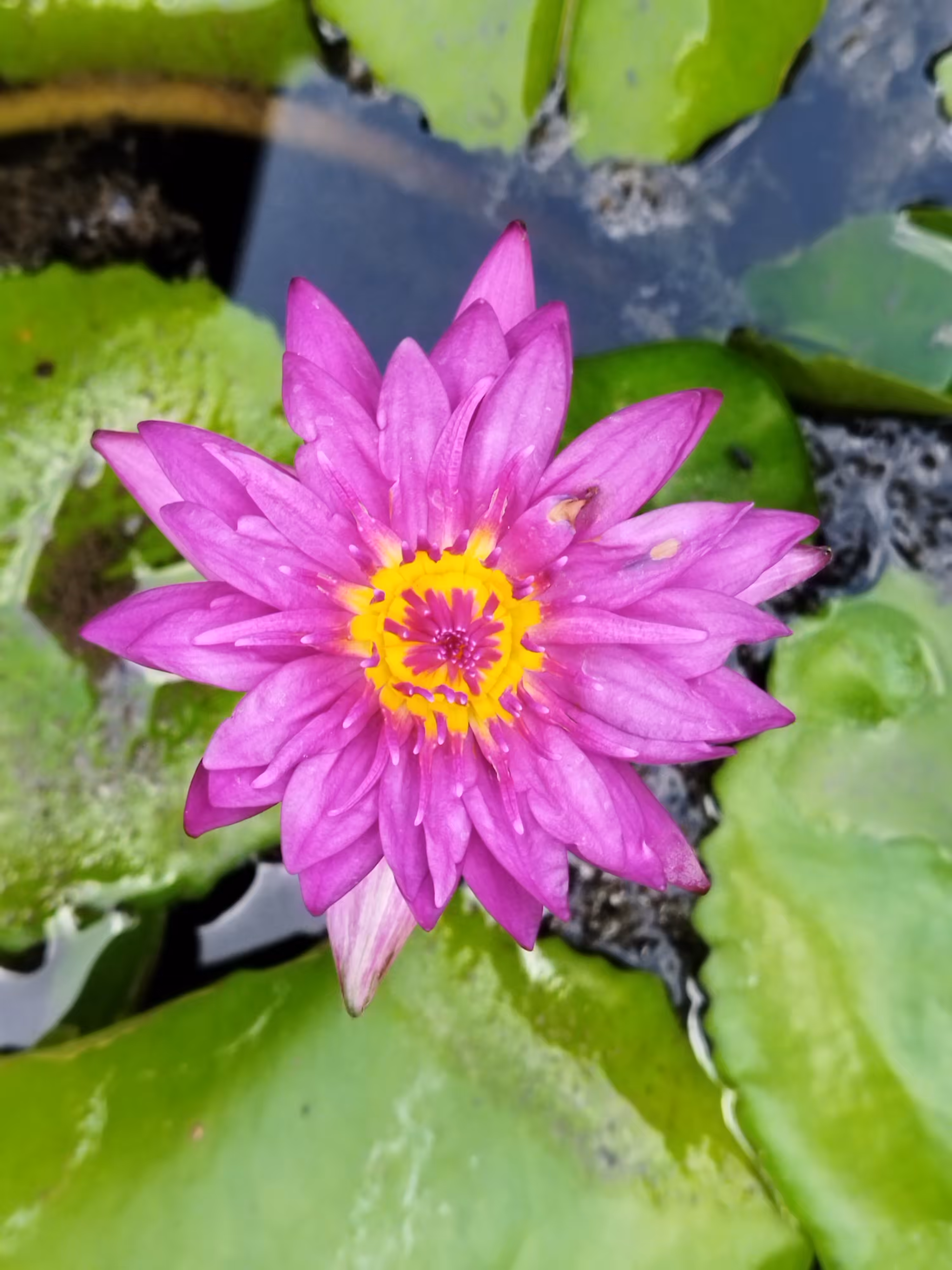 Thai Water Lily 