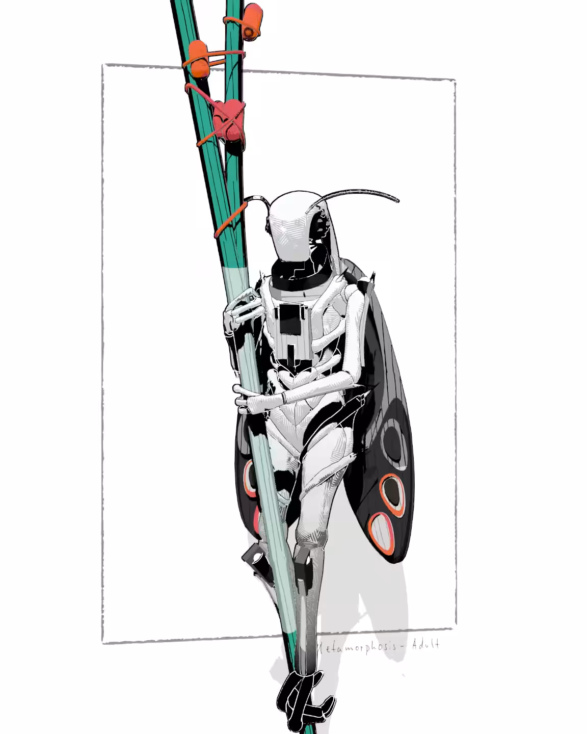 Metamorphosis - Adult