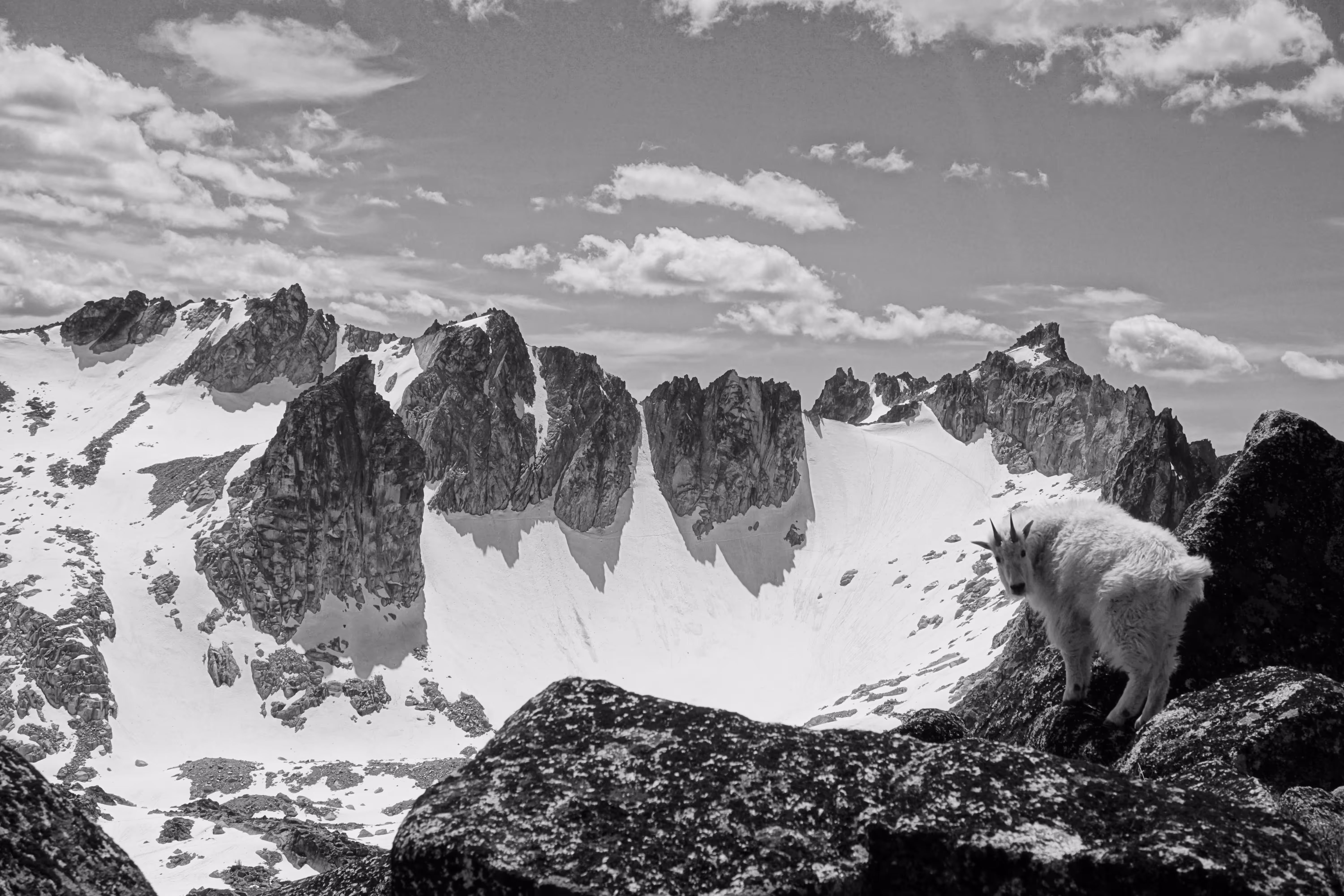 Colchuck Goat