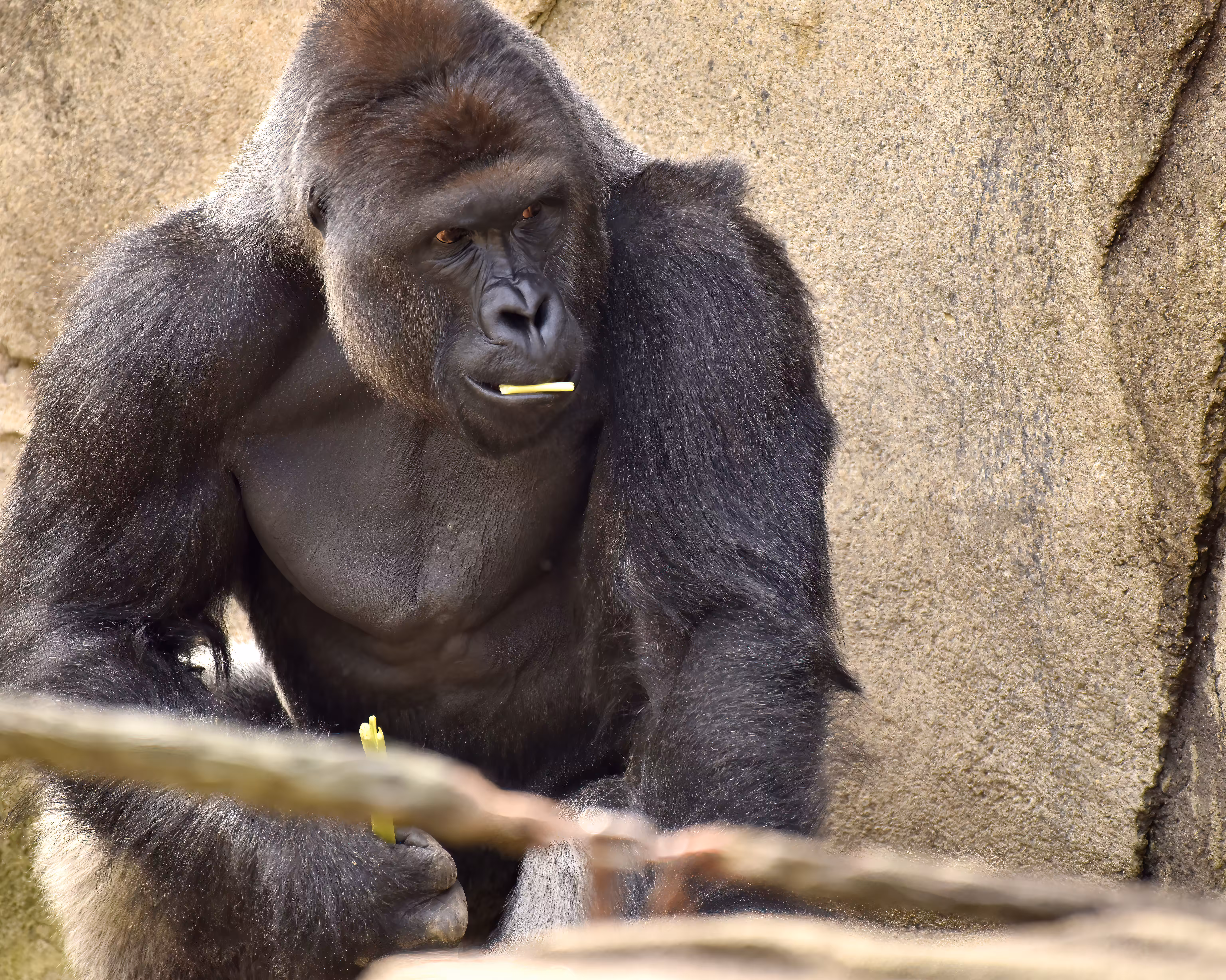 HARAMBE: LEGENDS #205