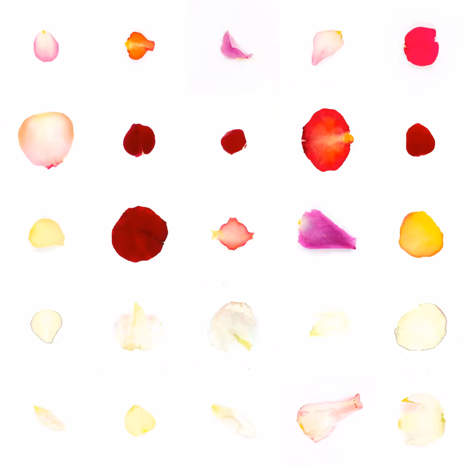 Infinite Petals 5x5#1188