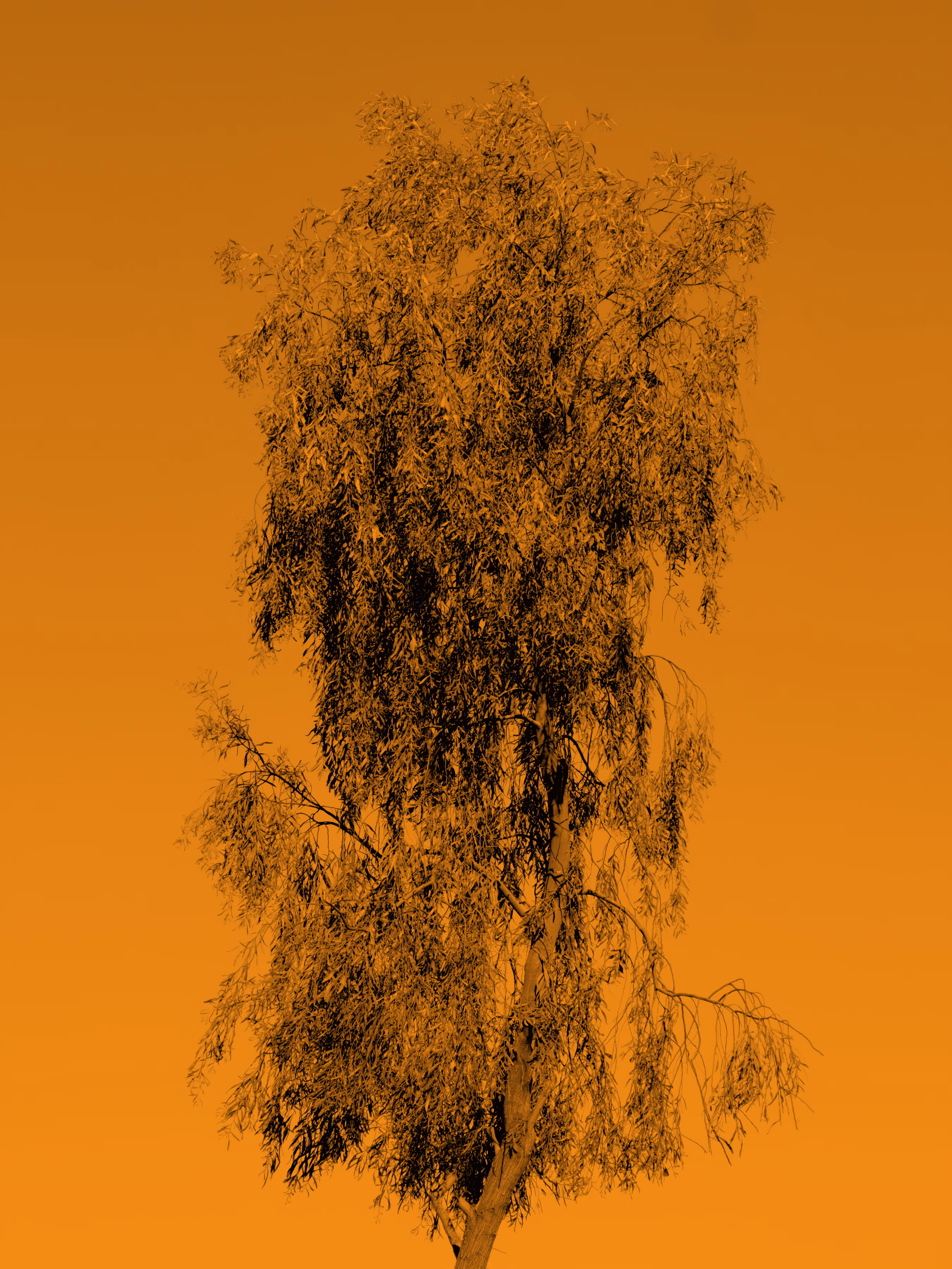 Money Tree