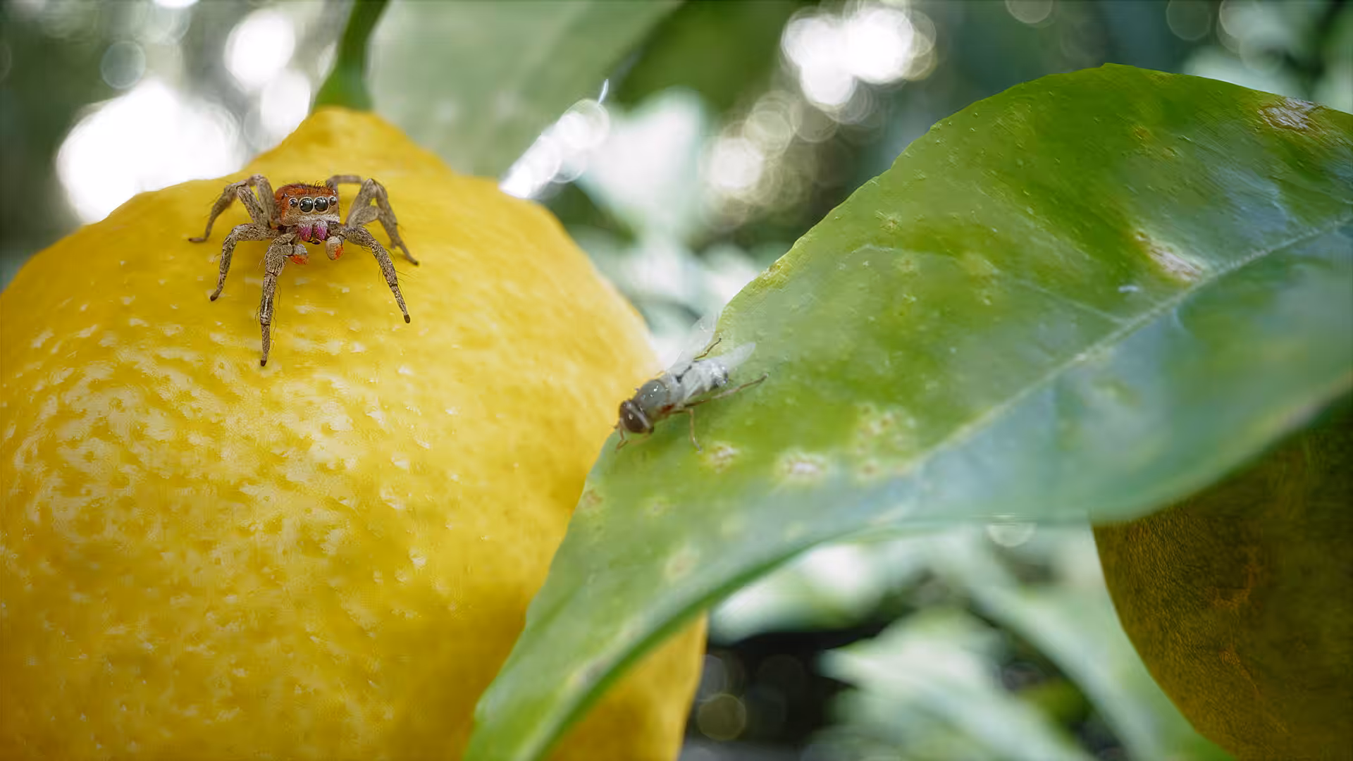 Hungry Spider