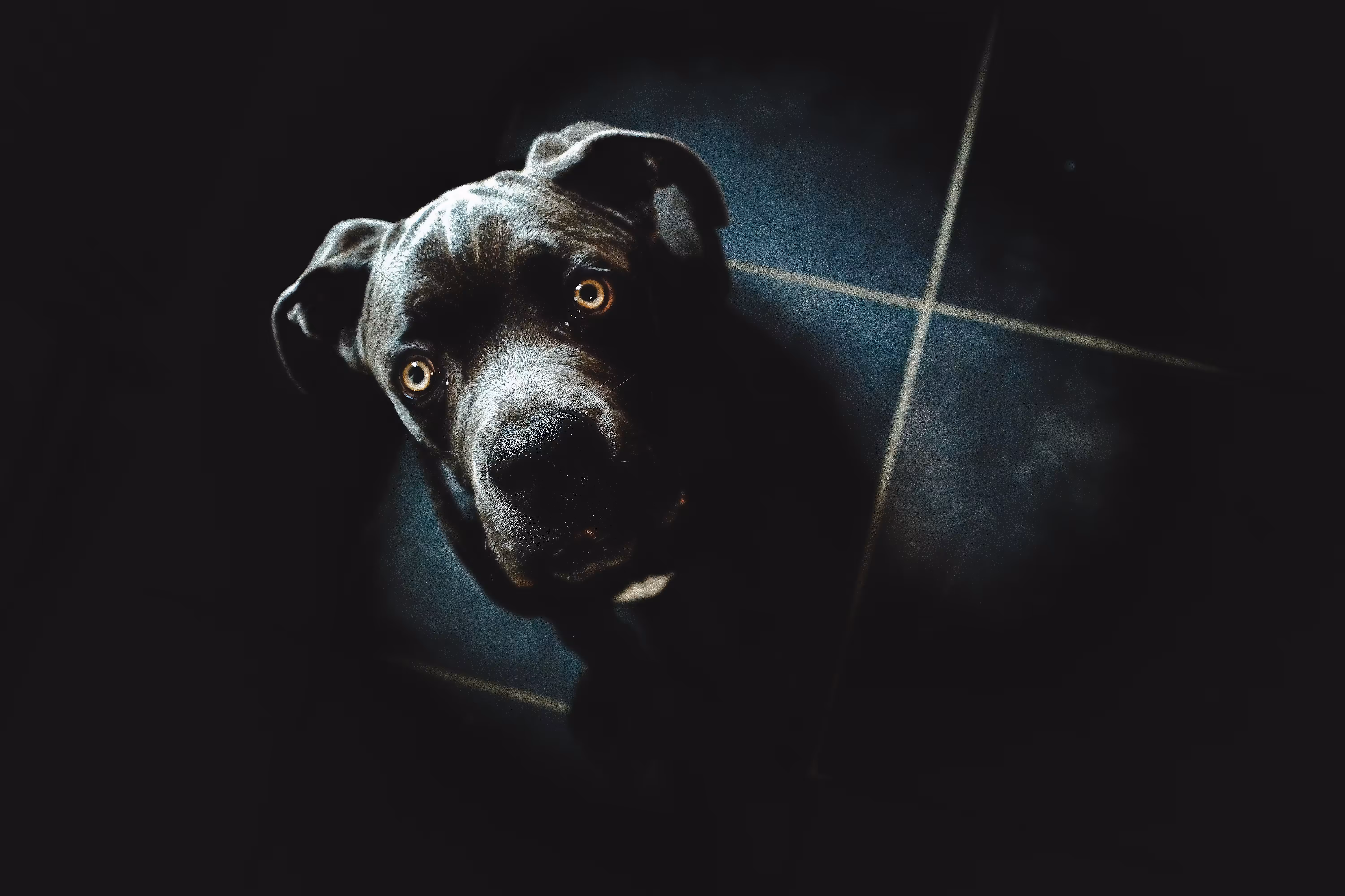 SB-Dog#1