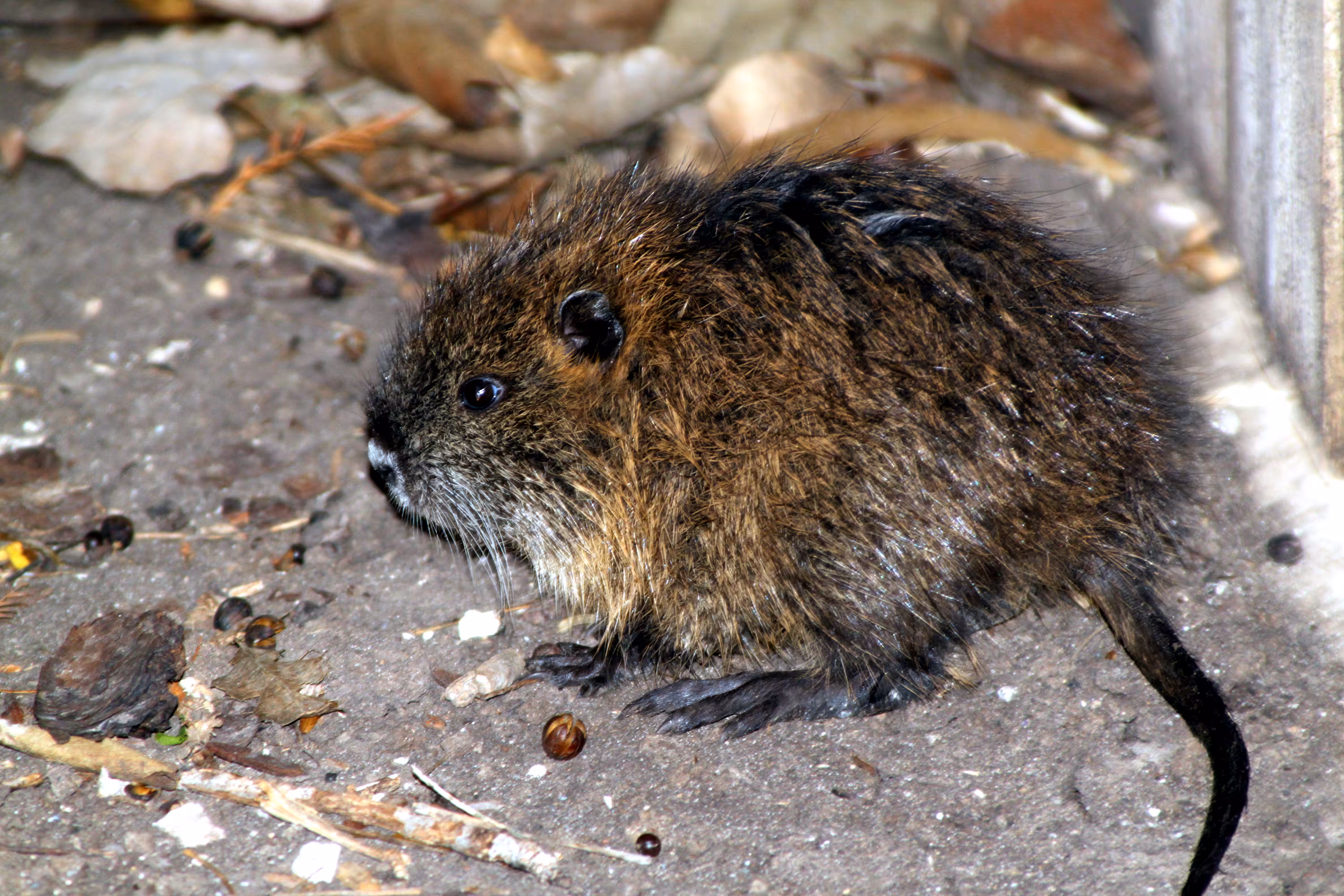 Big Foot Baby Nutria