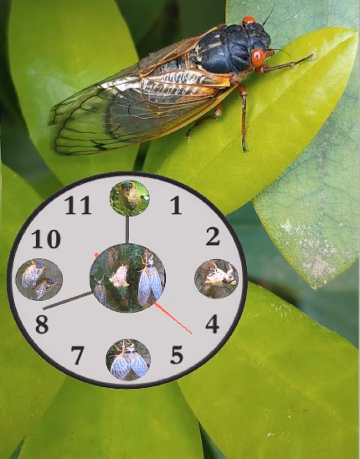 Periodical Cicada Brood X Gen Clock (Cherry Network's Genesis NFT) 