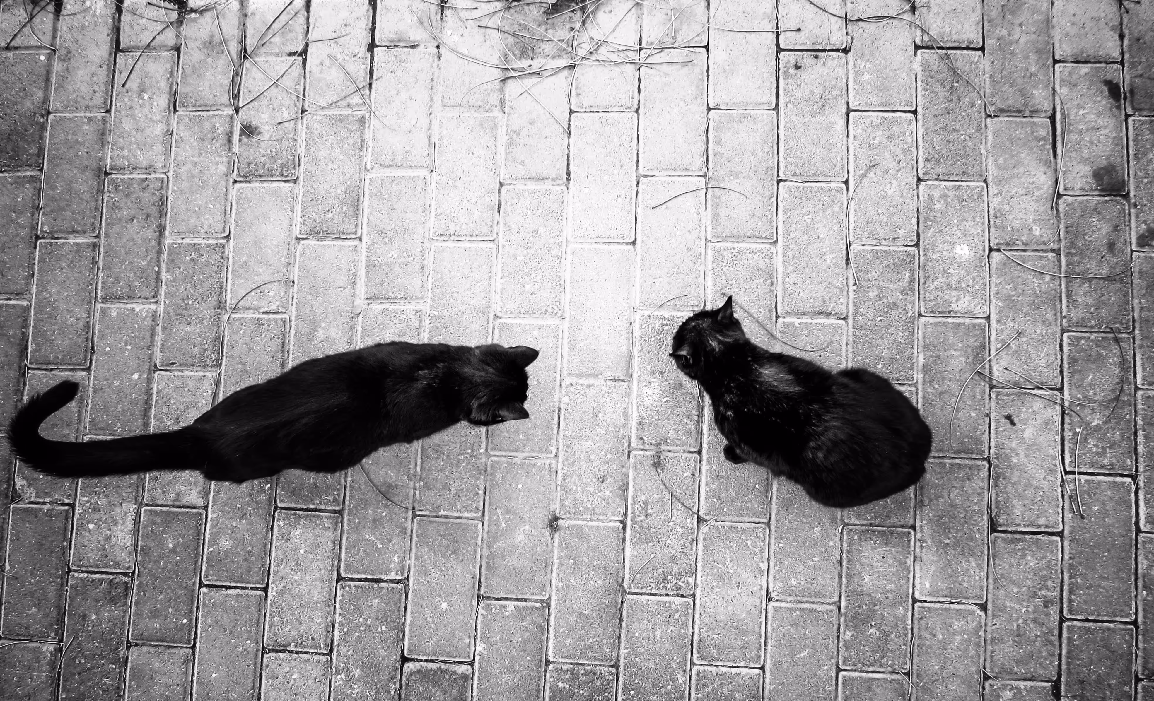 Photography : Black cats