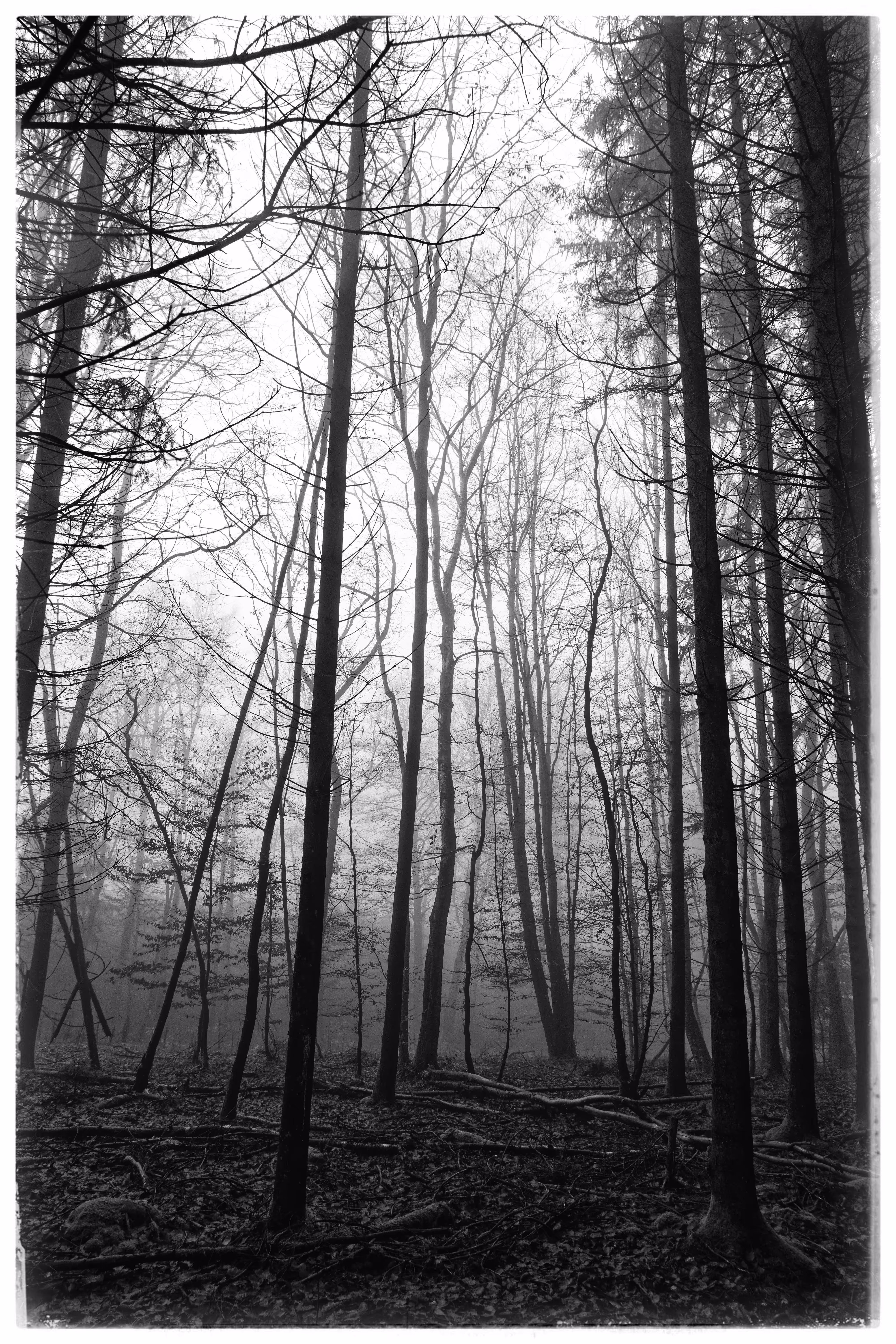 quiet trees