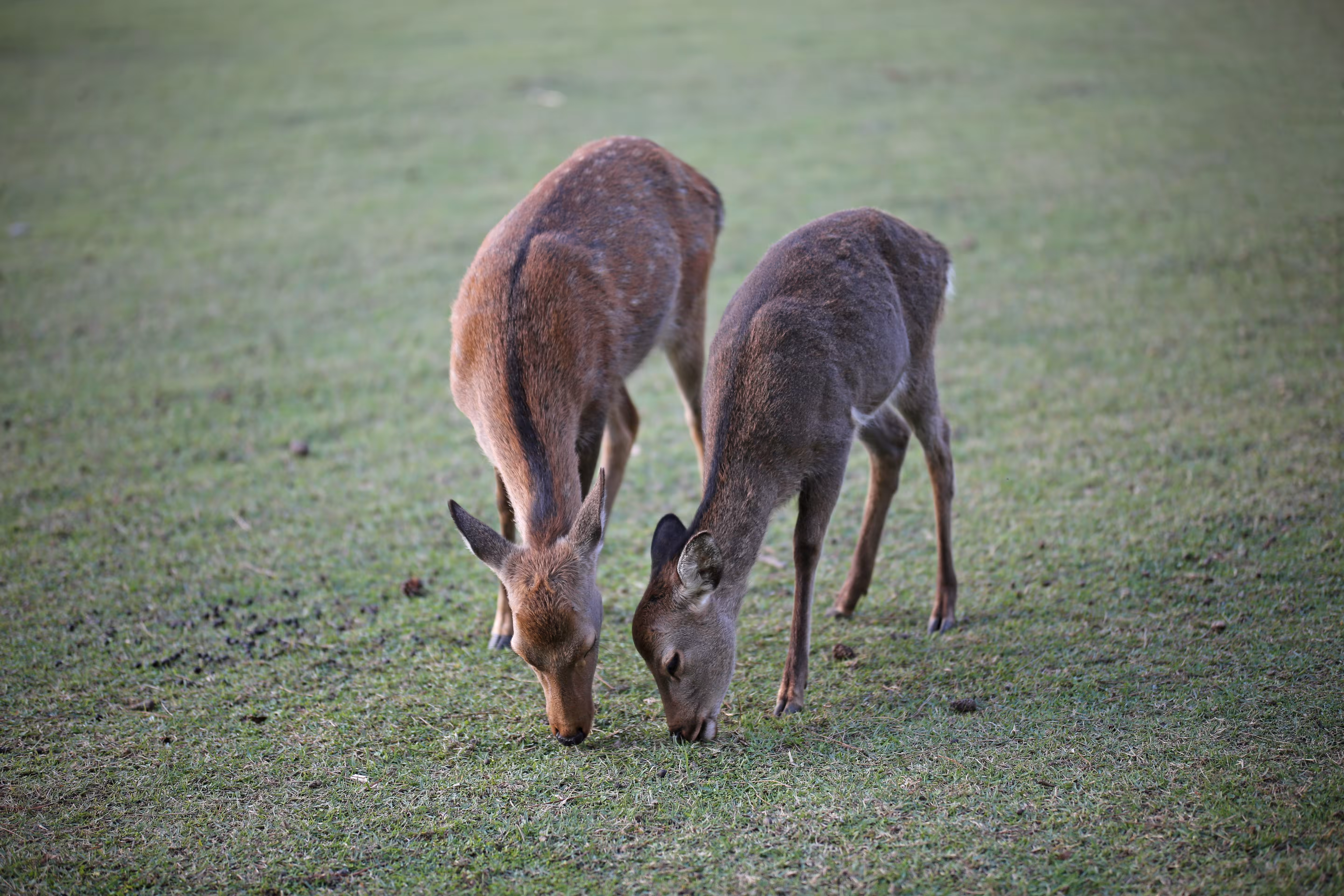 Love you, my deer