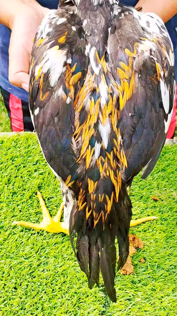 Chicken