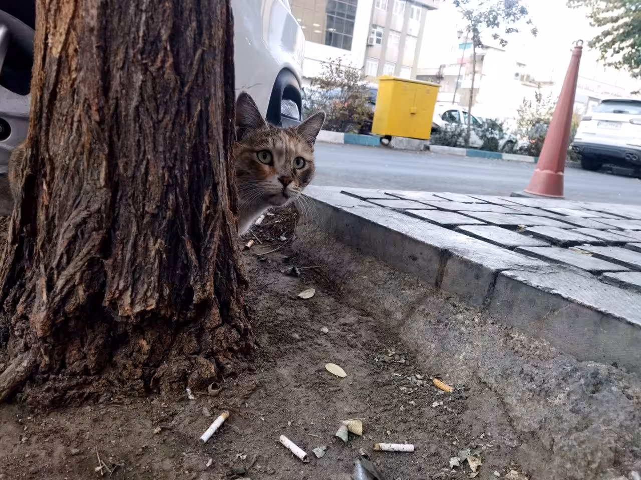 Peekaboo!