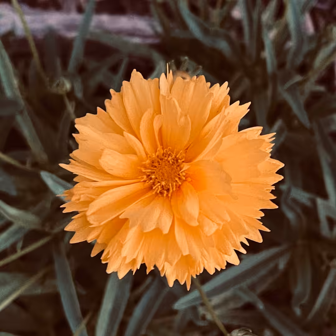 Flower #1