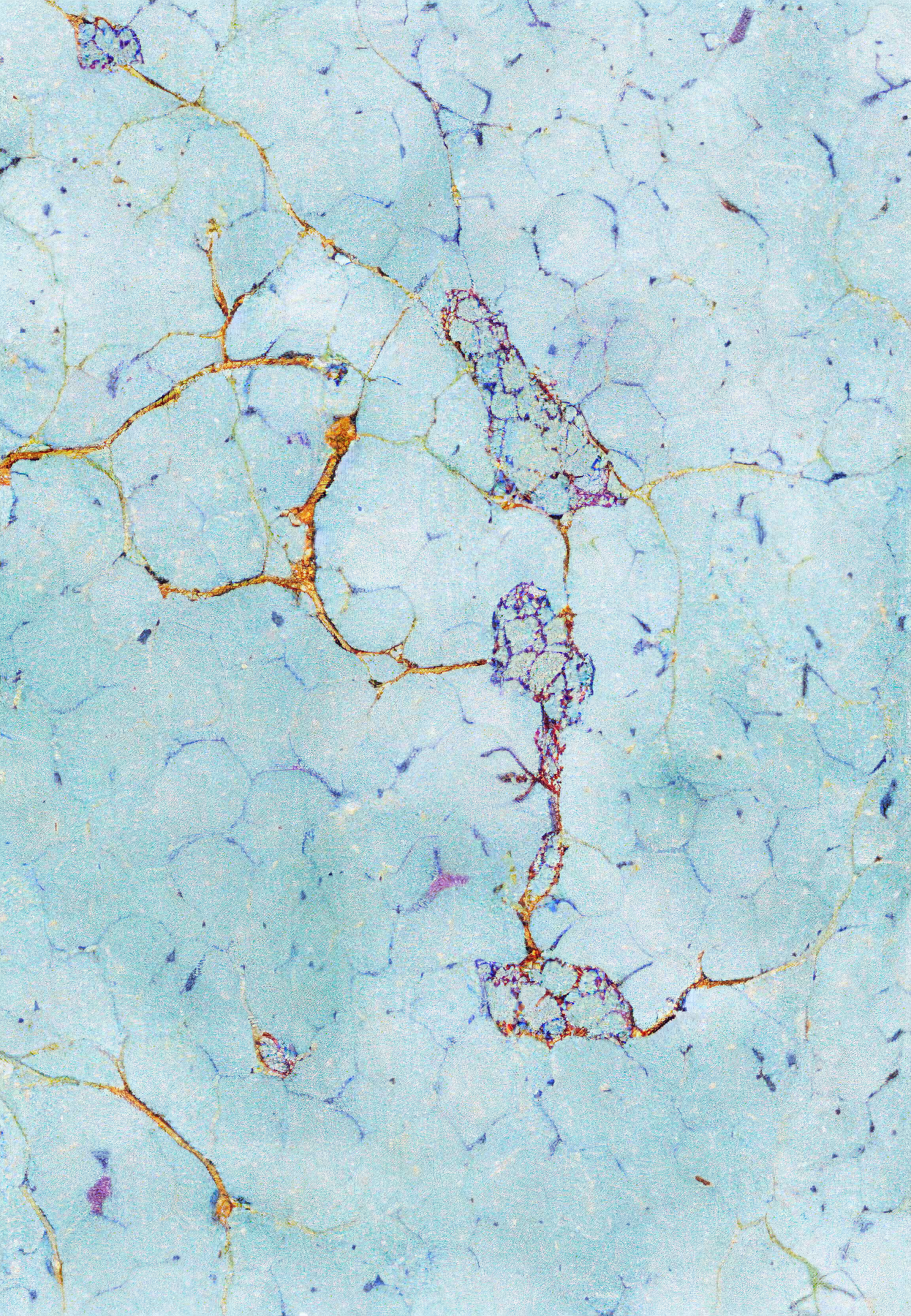 Histologia In Silico #250