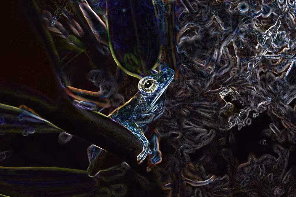 The Frog