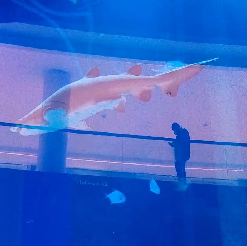 Charismatic friends: Shark controller.