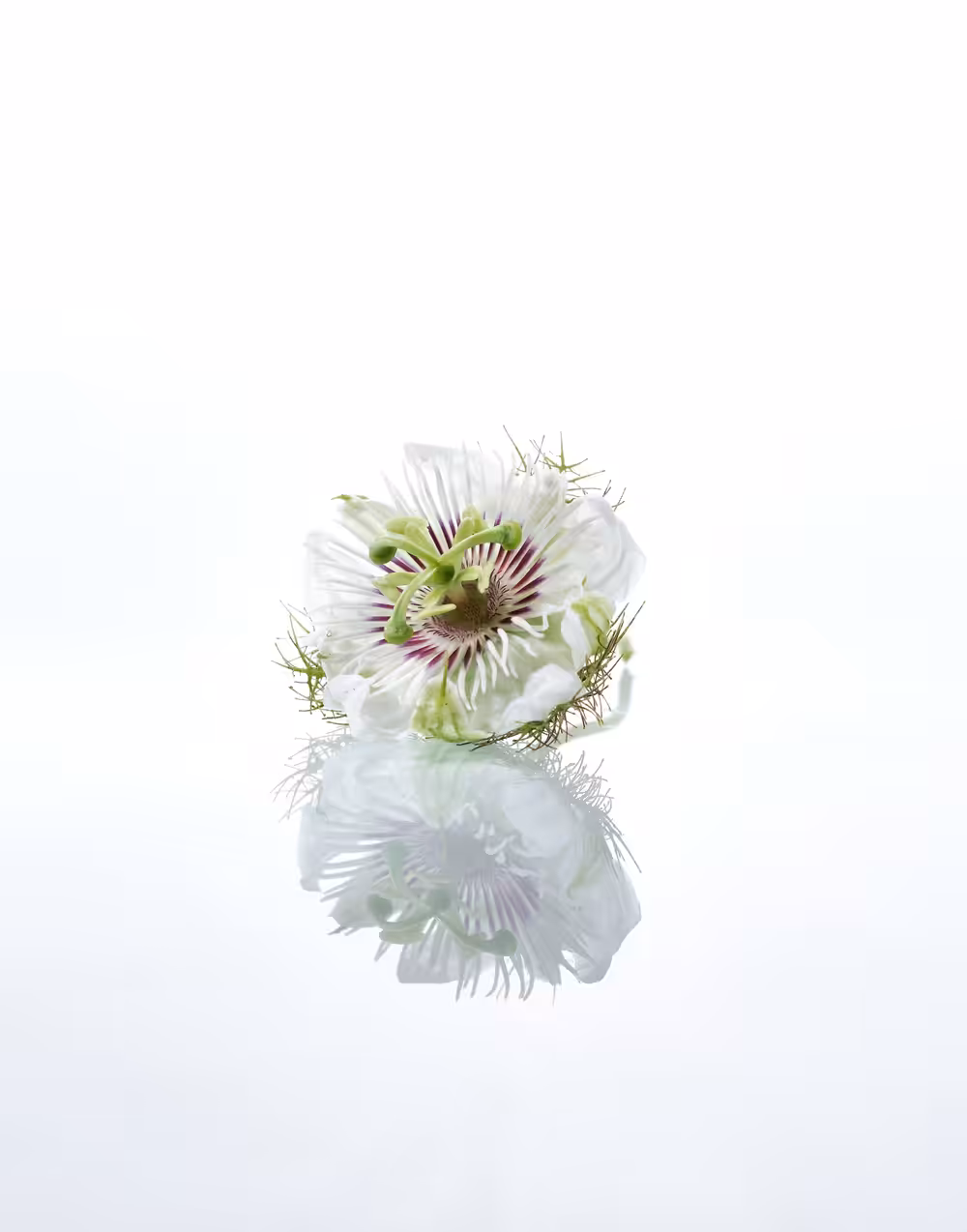 Images Of Isolation “Fallen Reflections ”Everyone has their thorns, not of them, but in them, deep as bones.
