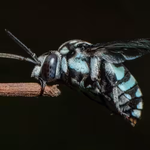 Neon Cuckoo Bee