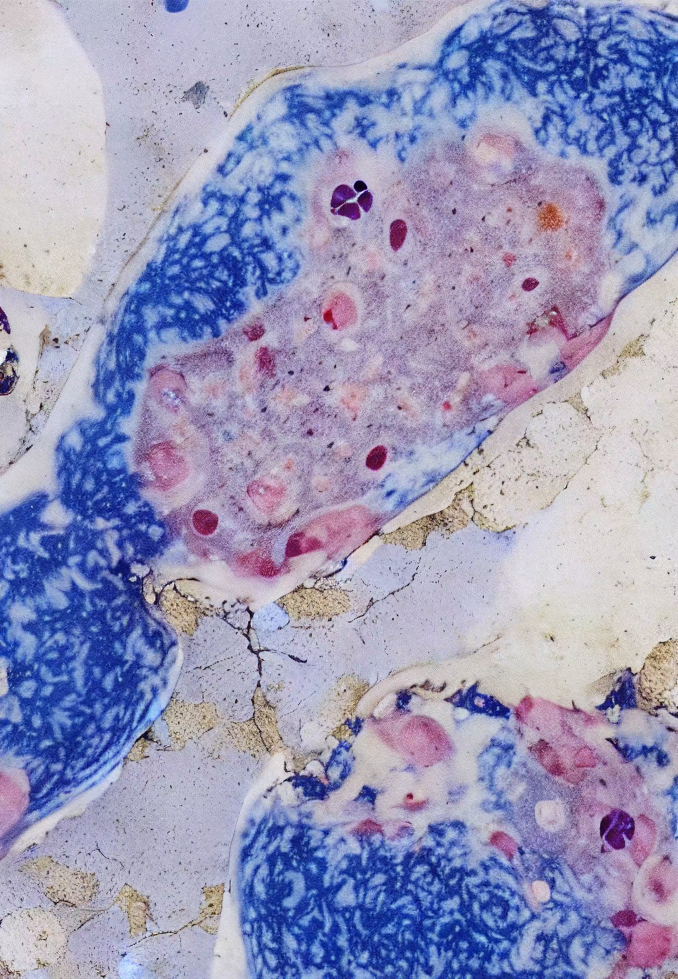 Histologia In Silico #180