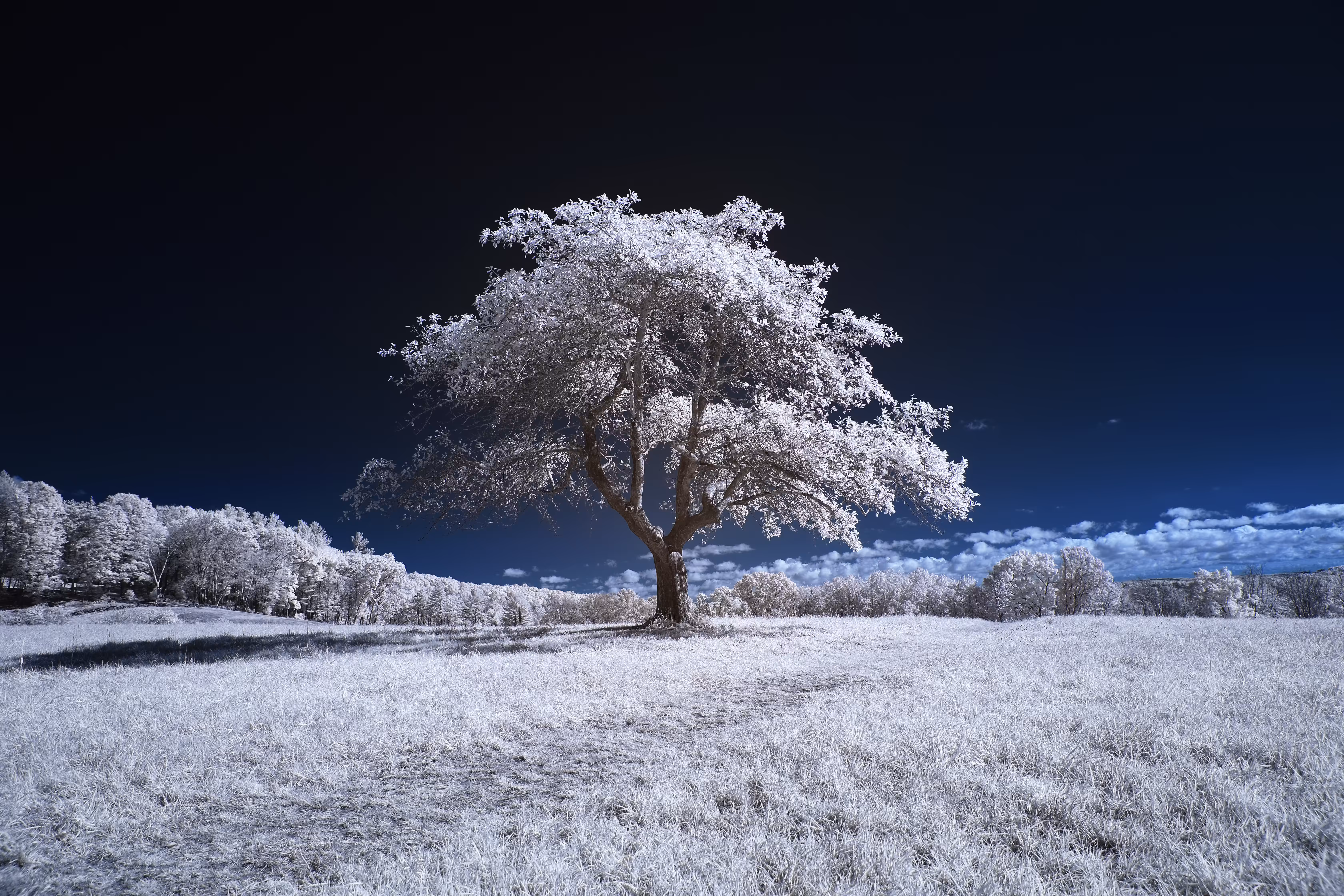 Lonely Tree on Hill in Andover Massachusetts with 720nm Infrared