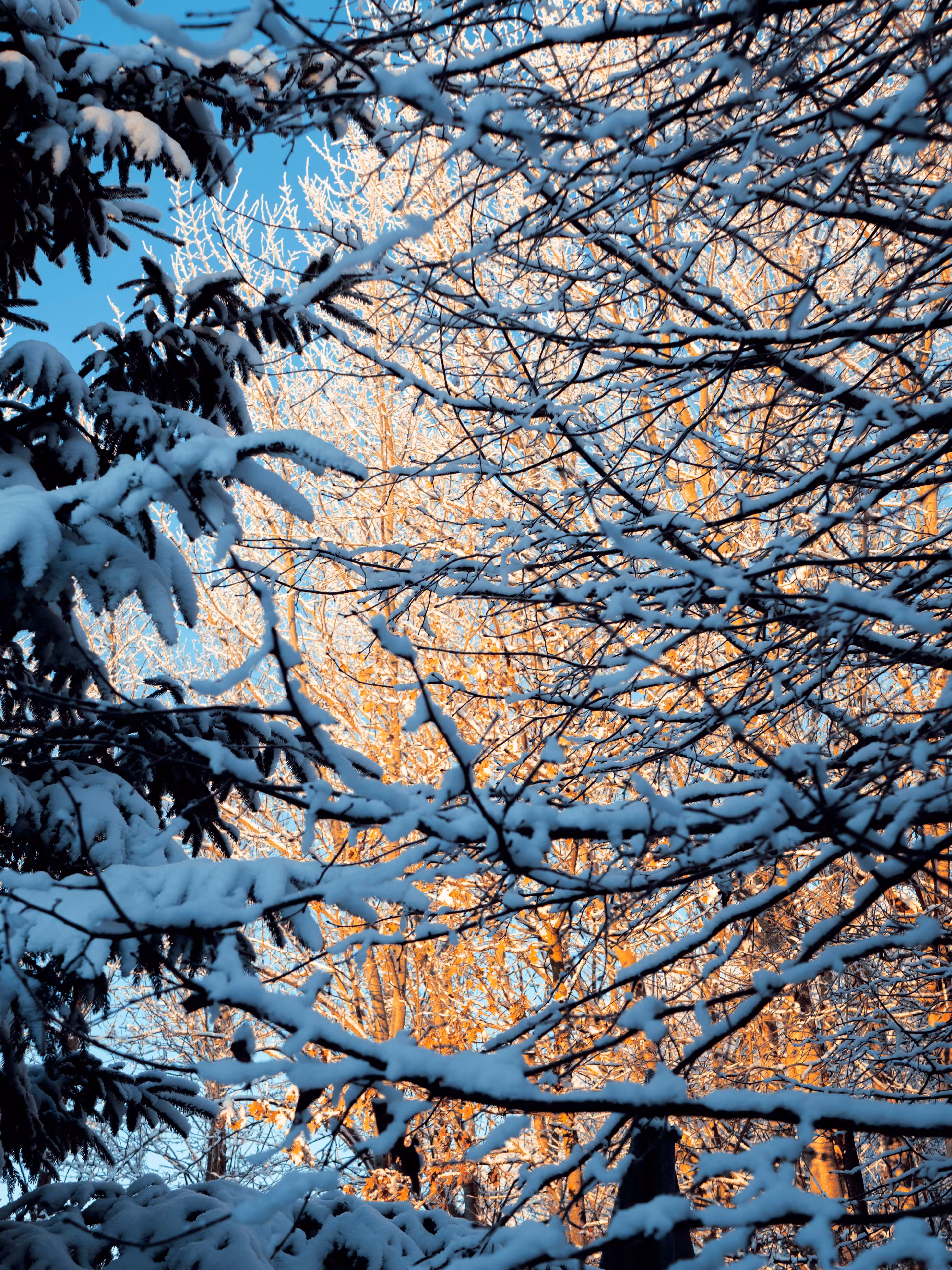 Morning Glow 