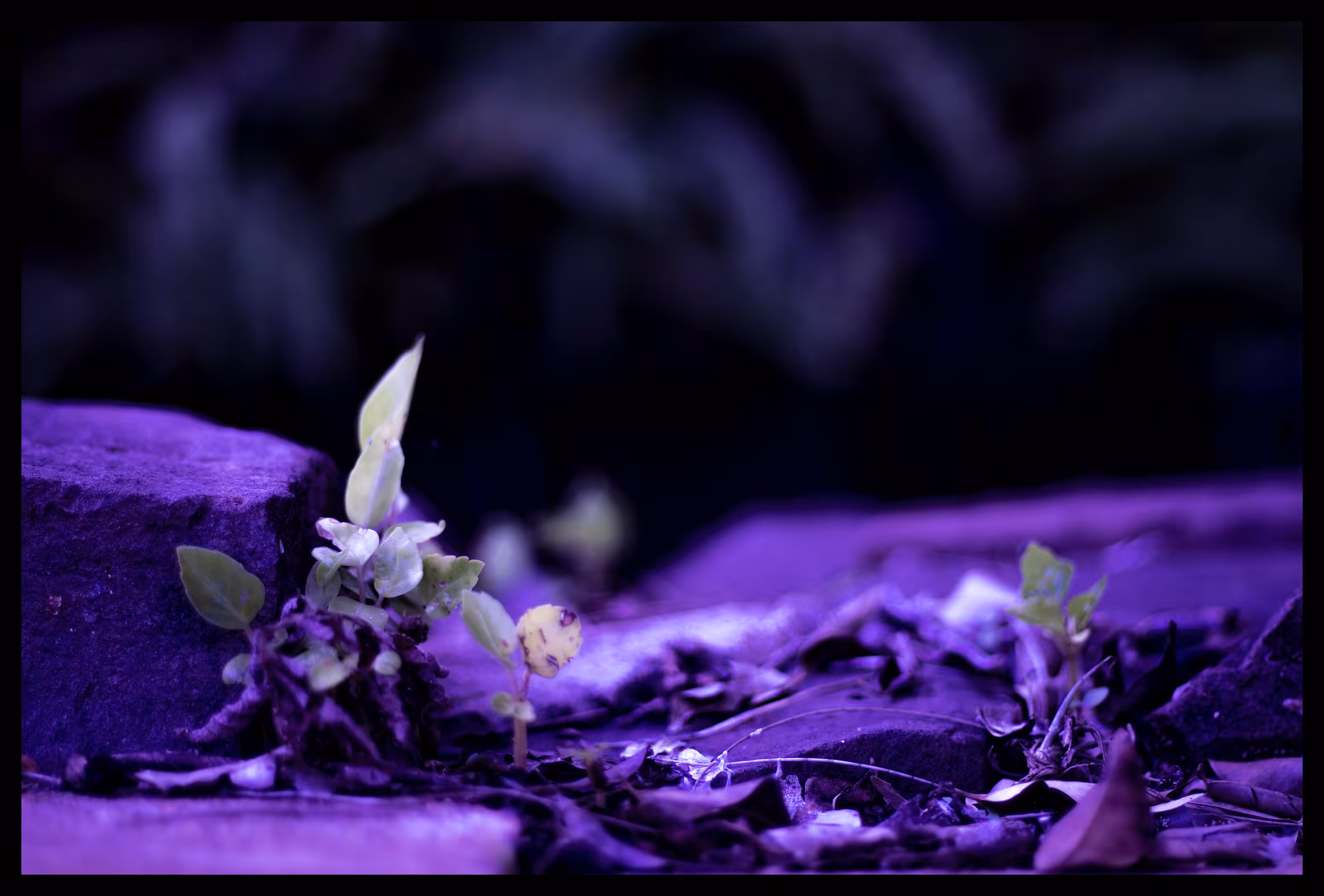 Purple Nature