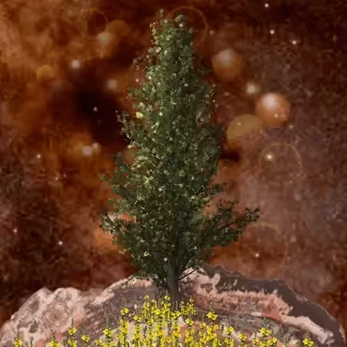 Tree #14