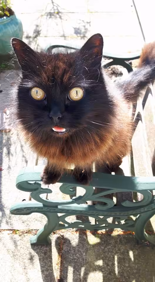 My Persian Siamese long haired black cat