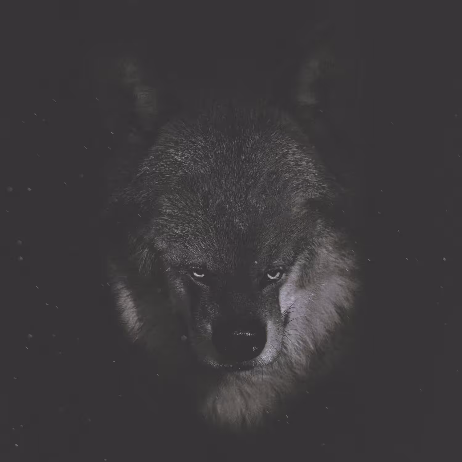 Wolf of 2163