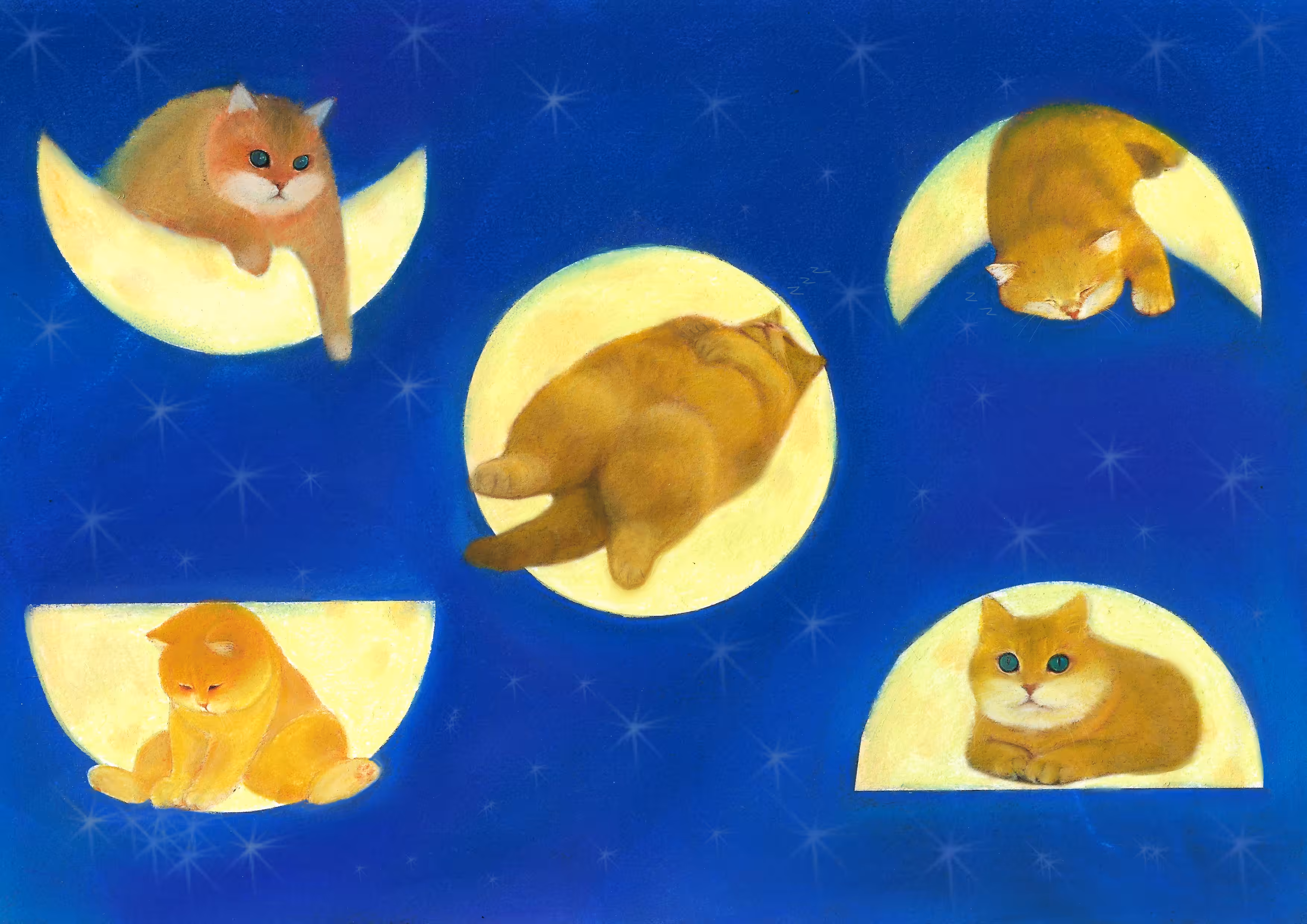 moon cats