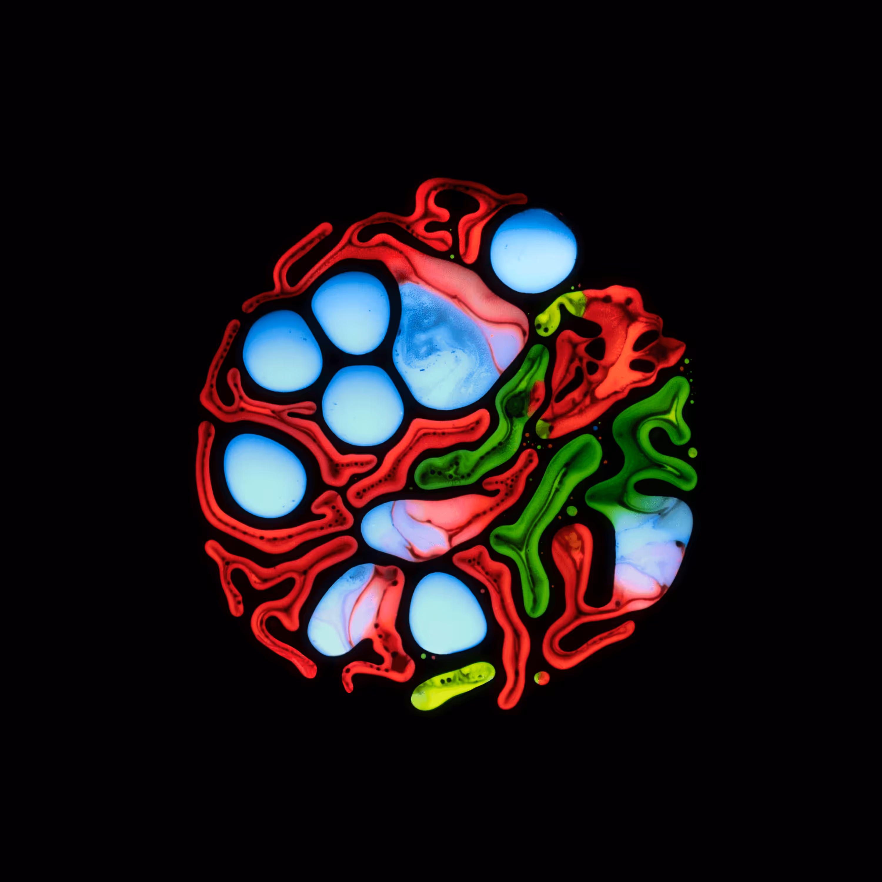 Haematopoiesis #30