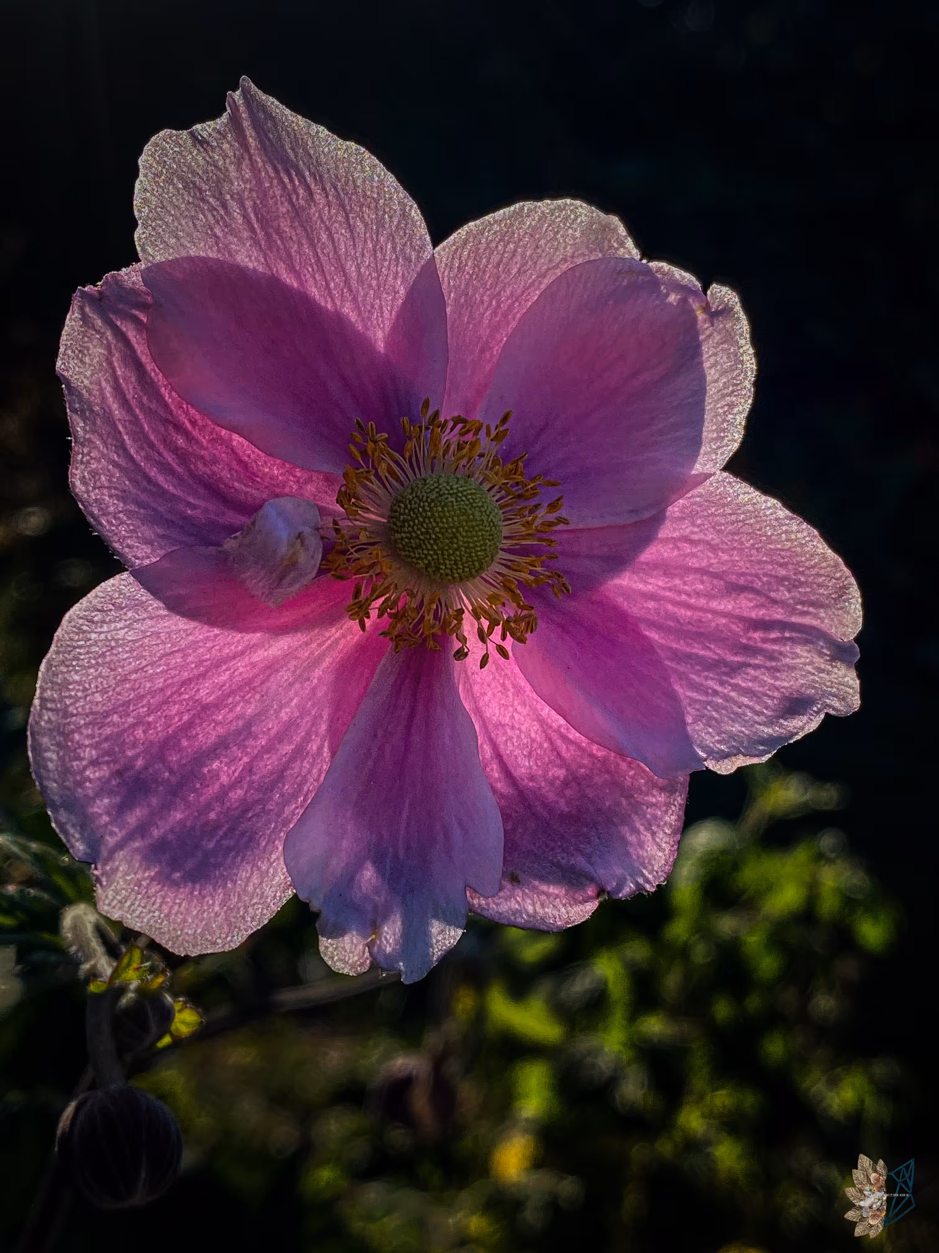 The Inner Light