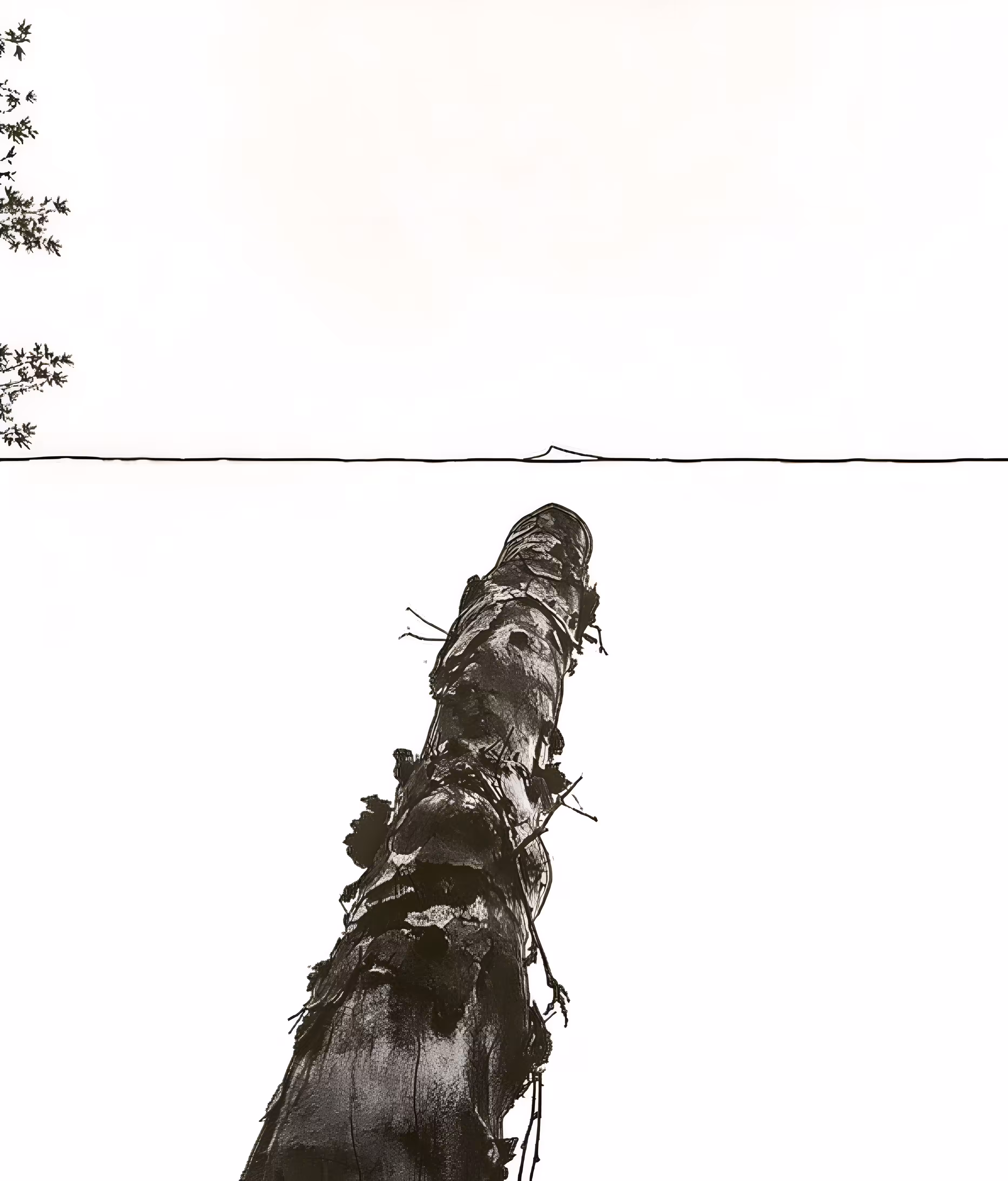 Elegy for a Tree