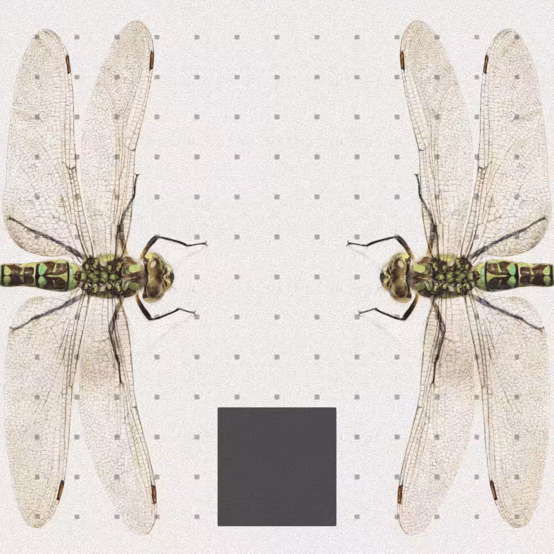 Dragonfly #9