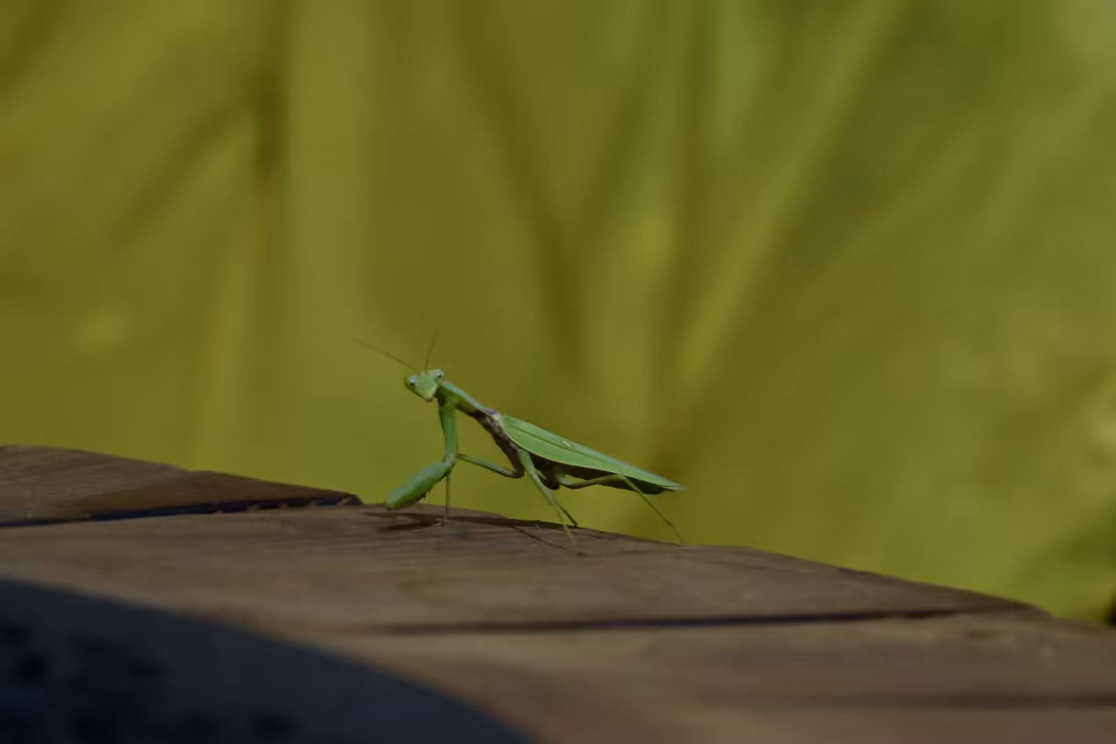 Sir Mantis