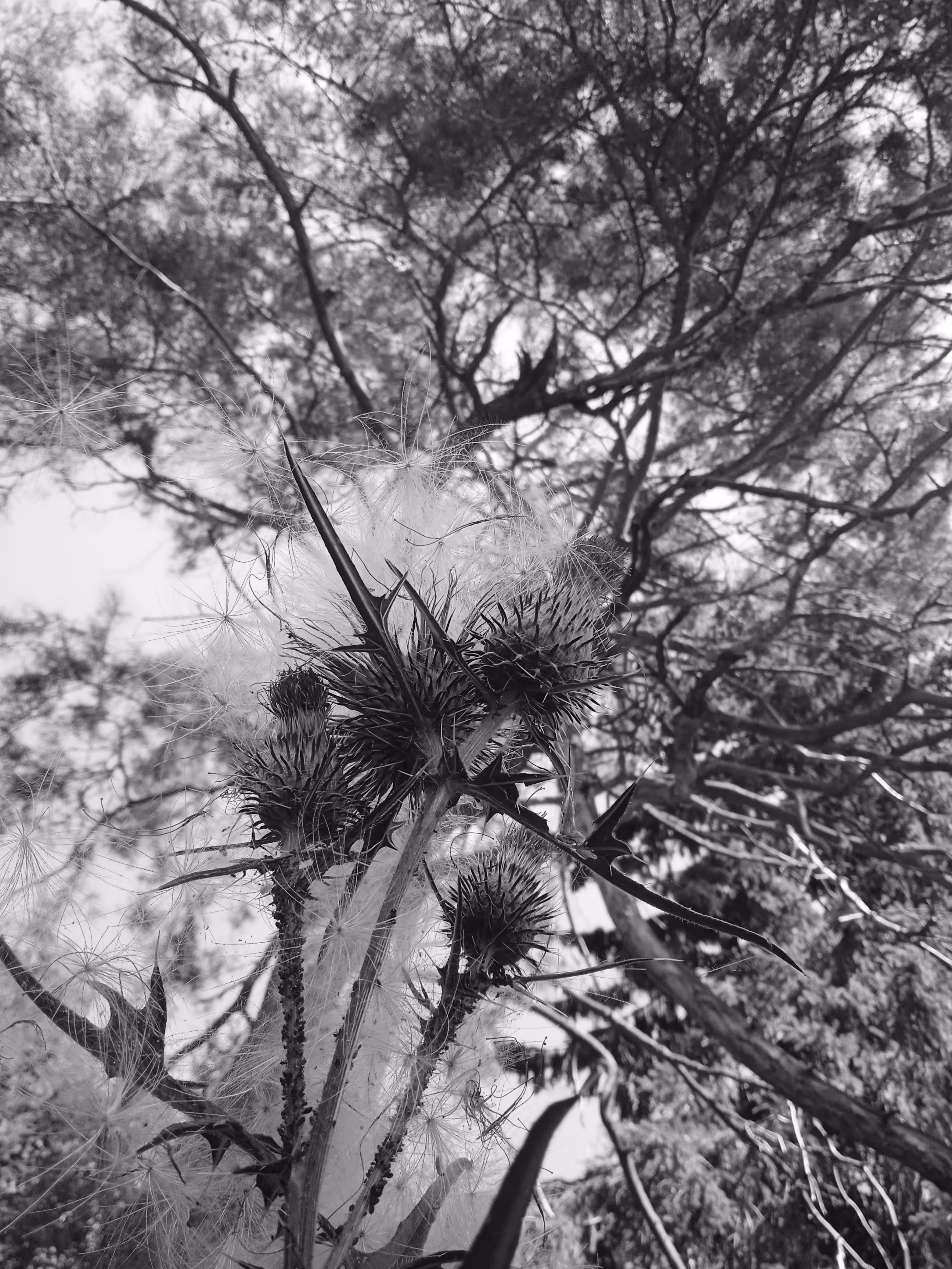 Seed