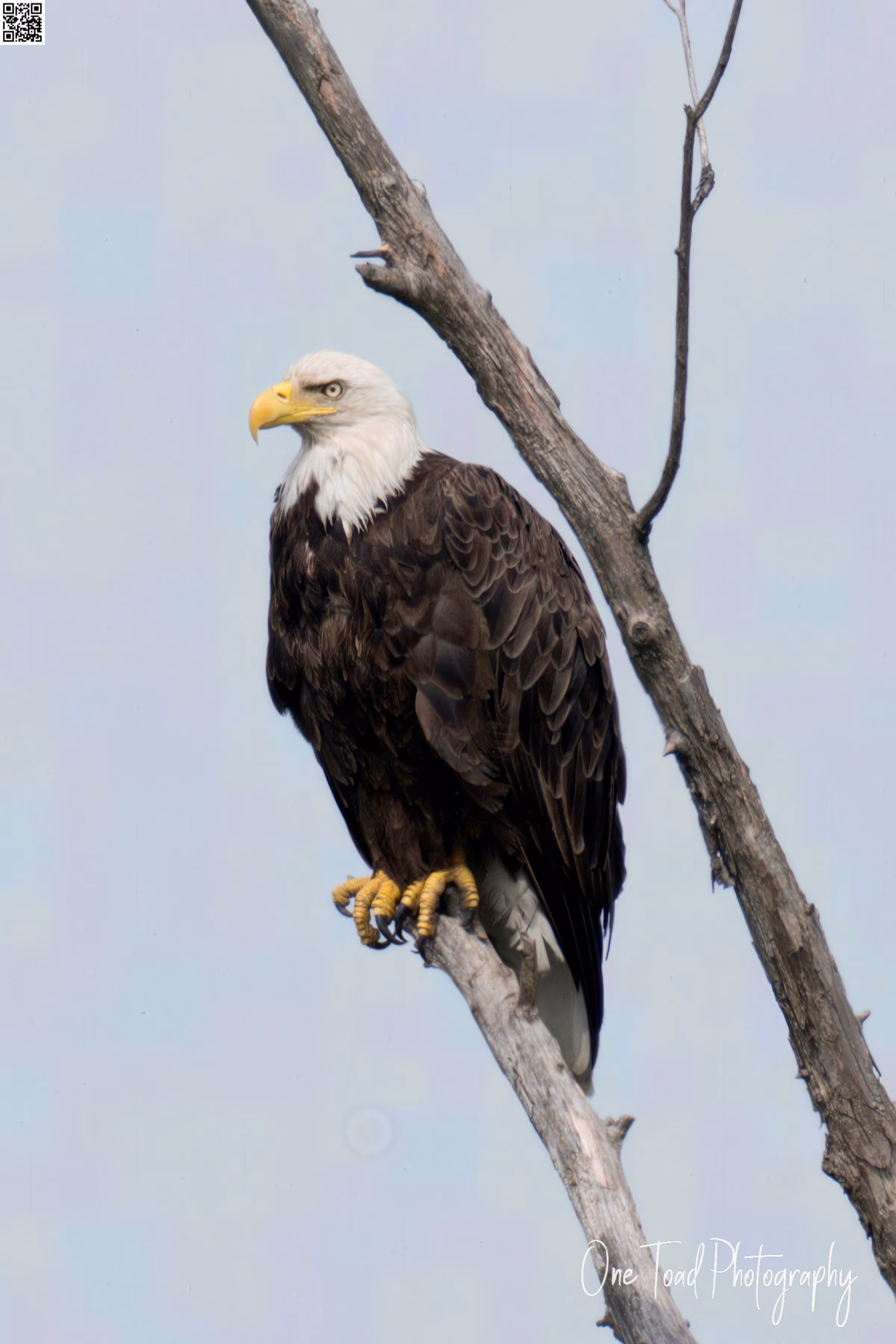 American Bald Eagle