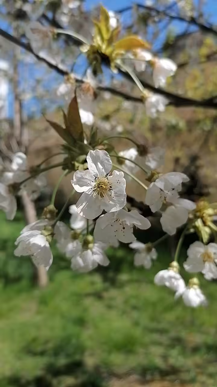 Sour Cherry Blossom Dancing