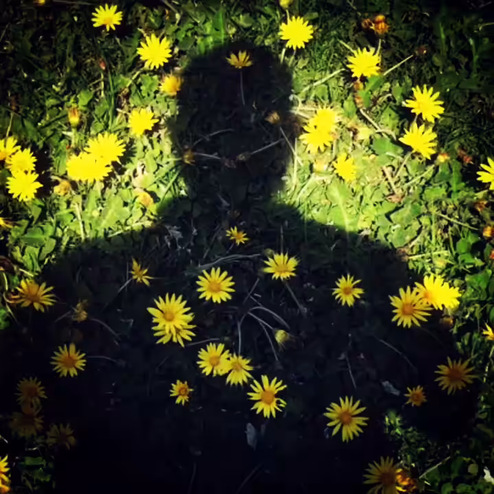 mirror universe: wild flower